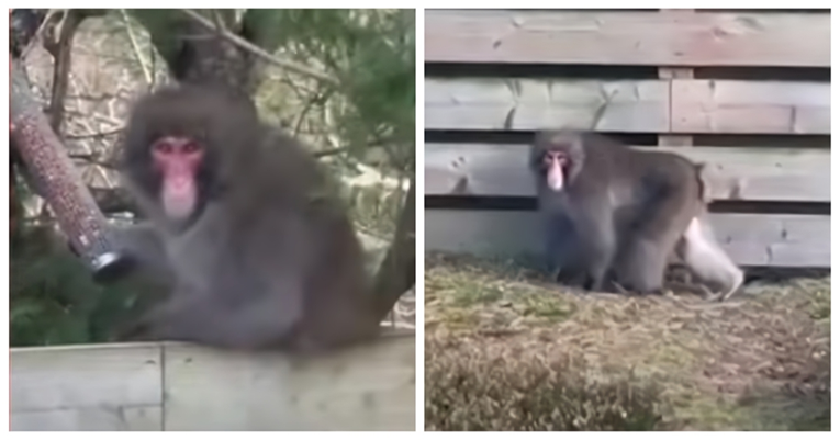 Majmun pobjegao iz zoološkog vrta pa obilazio obližnje vrtove u potrazi za hranom