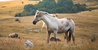 Safari s divljim konjima u Bosni i Hercegovini oduzima dah. Pogledajte cijene
