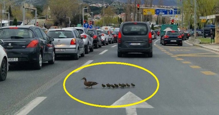 "Kolona u svim smjerovima": Neobičan prizor na cesti u Solinu raznježio Fejs