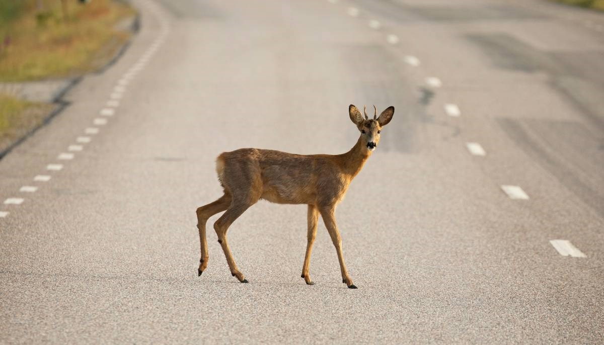 HAK: Oprez, na autocesti A1 je uočena srna