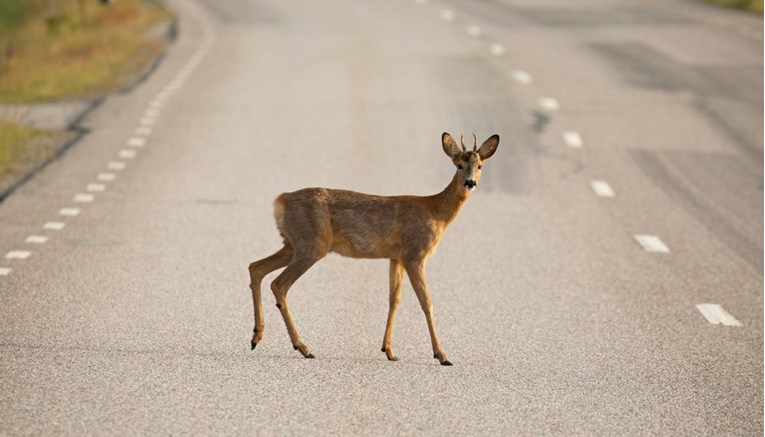 HAK: Oprez, na autocesti A1 je uočena srna