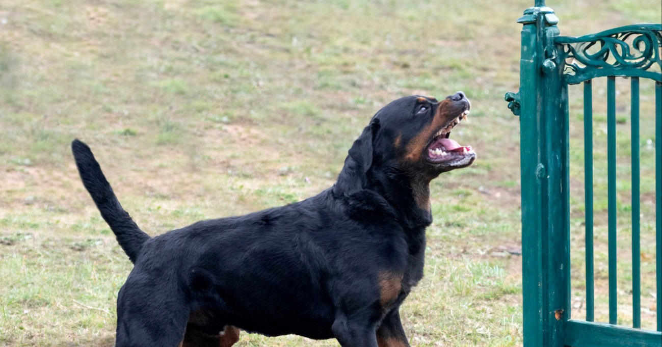 Pas bez nadzora teško ozlijedio dijete u Slavonskom Brodu