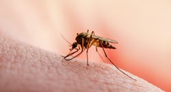 Denga groznica je stigla u Europu
