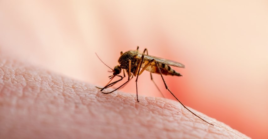 Denga groznica je stigla u Europu