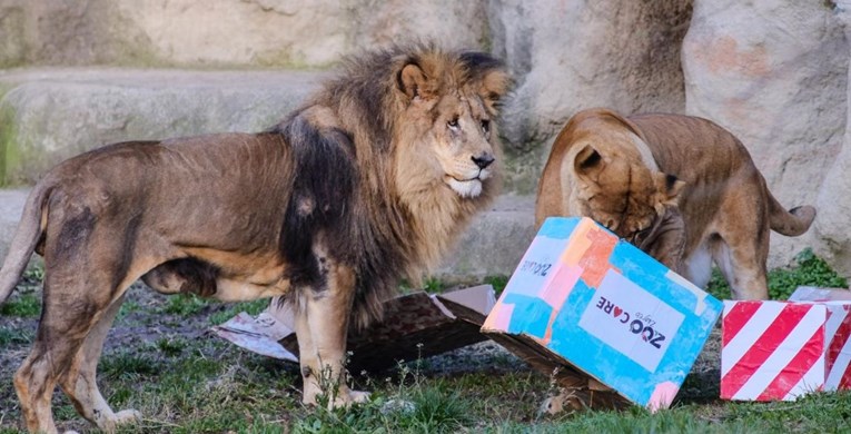 U zagrebačkom ZOO-u prvi put korona, zaraženi su lavovi. Koronu im prenio timaritelj