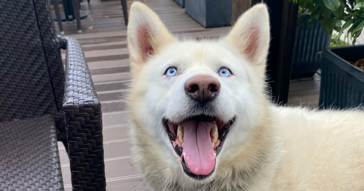 VIDEO Vučko je nađen u zamci za vukove. Spašen je i spreman za novi dom