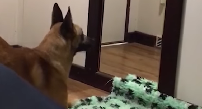 Psa potpuno zbunio vlastiti odraz u ogledalu, njegova reakcija je urnebesna