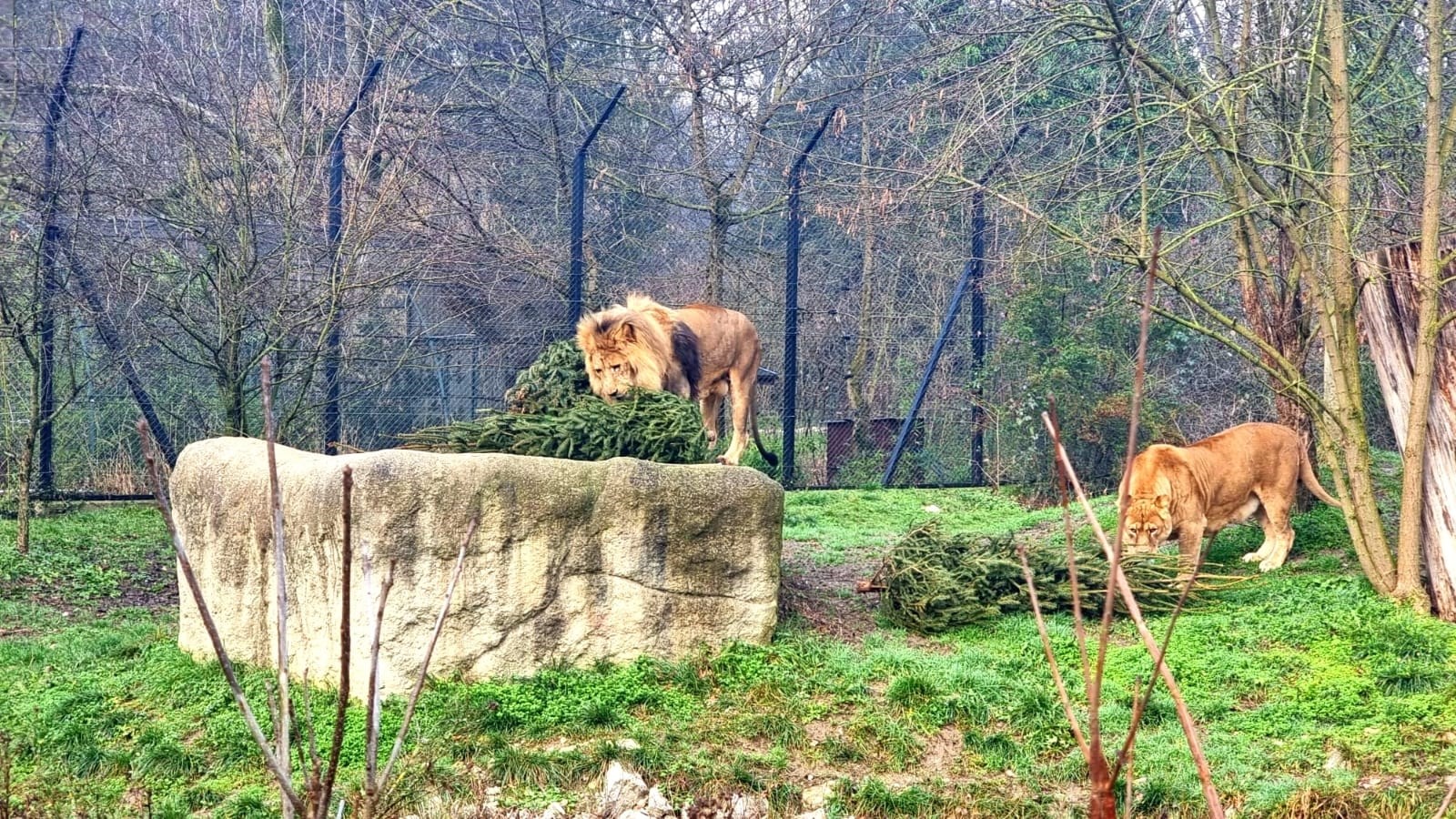 FOTO U zagrebačkom ZOO-u raskićena božićna drvca životinjama poslužila za igru