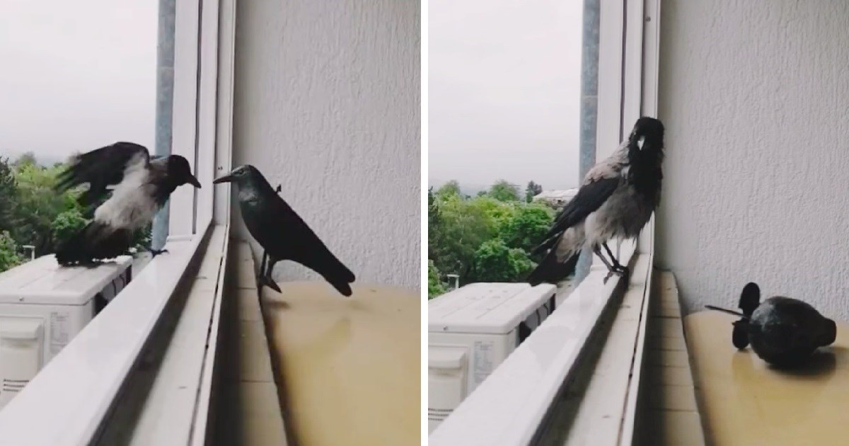 VIDEO Pokušala otjerati golubove pa dobila vrane: "Nokautiraju plastičnu svaki put"