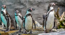 Istospolni par pingvina udomio mladunče para koji je razbijao vlastita jaja
