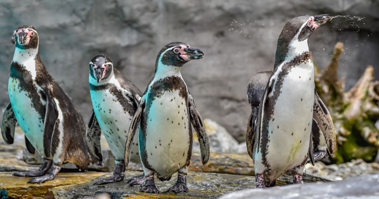 Istospolni par pingvina udomio mladunče para koji je razbijao vlastita jaja