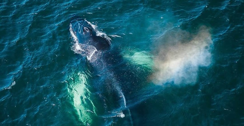 Fotograf je snimio jato kitova, fotografije su veličanstvene