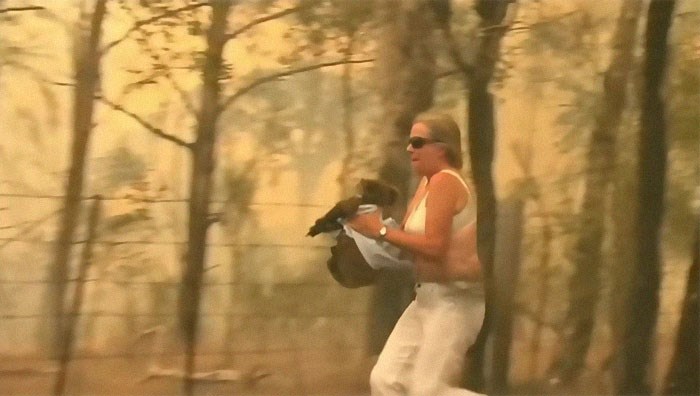 Snimili su herojski čin: Žena skinula majicu te spasila koalu iz požara