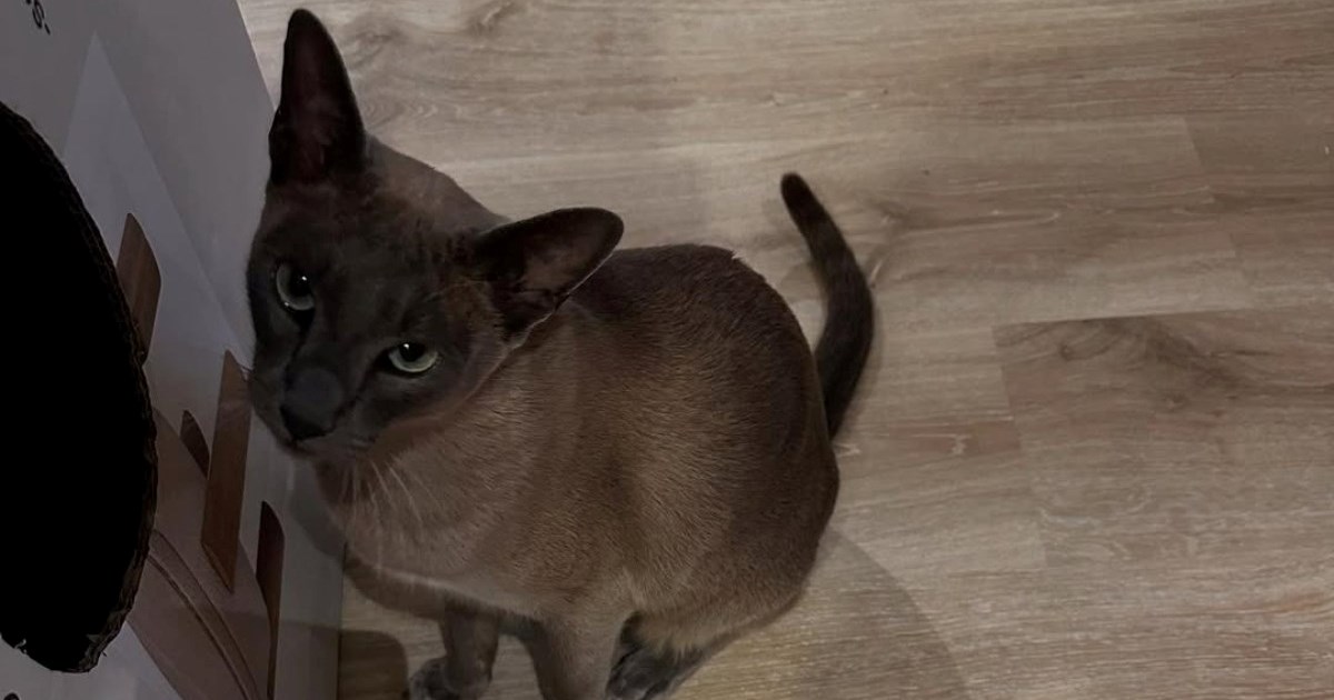 Mačak kleptoman: Leo susjedima krade odjeću, vlasnica je očajna