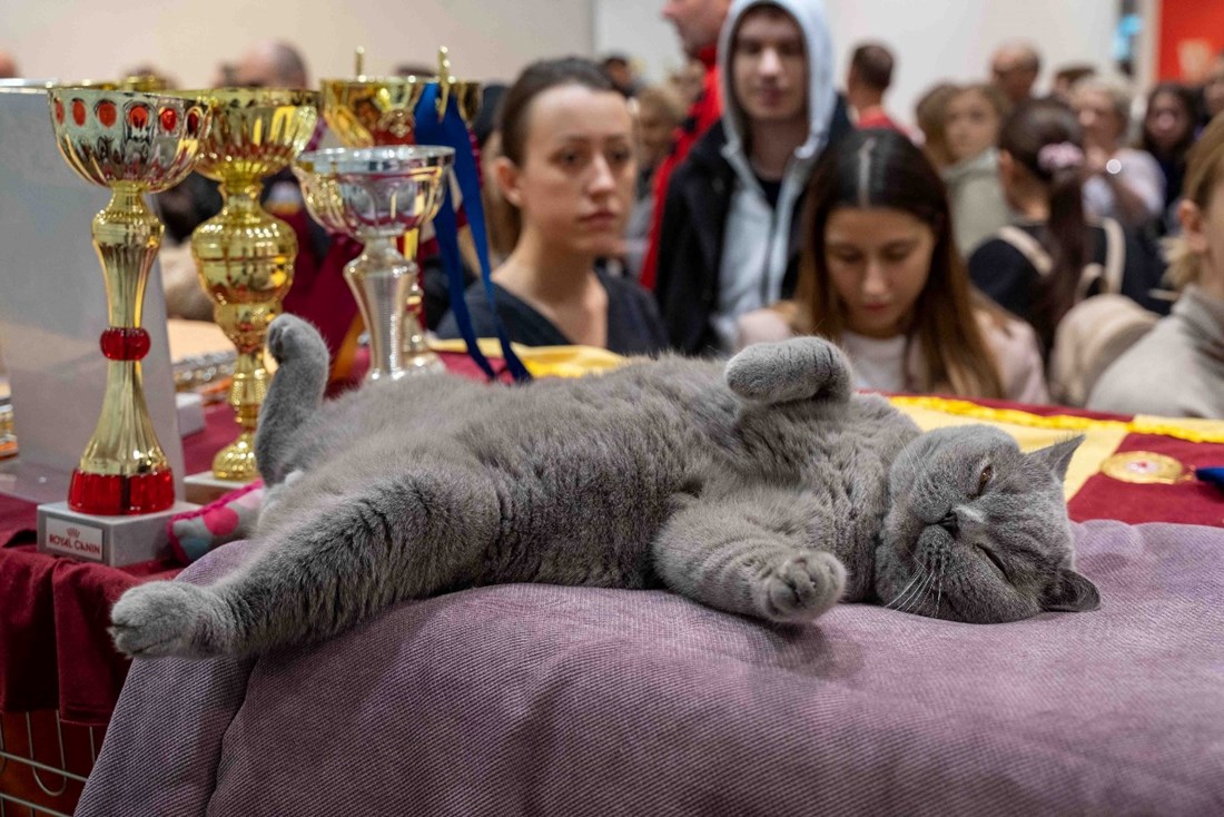 Najljepši "britanac" i maine coon stižu u Bjelovar na veliku izložbu mačaka