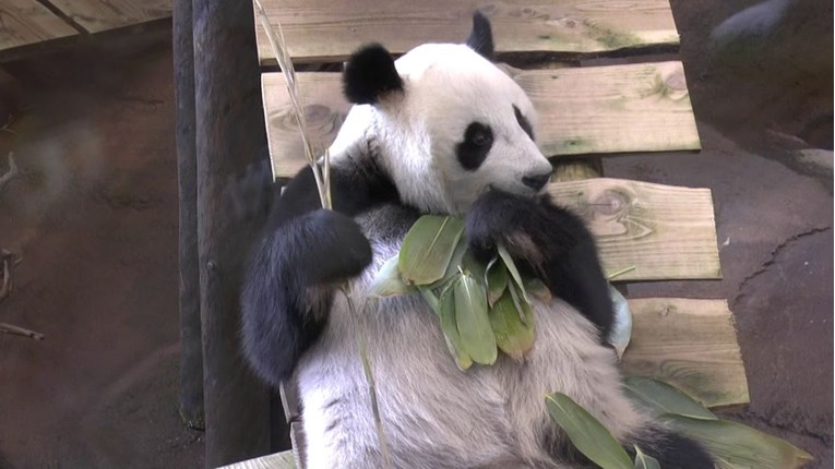 Panda Wu Wen postala mama: Na svijet stigla prva nizozemska beba panda