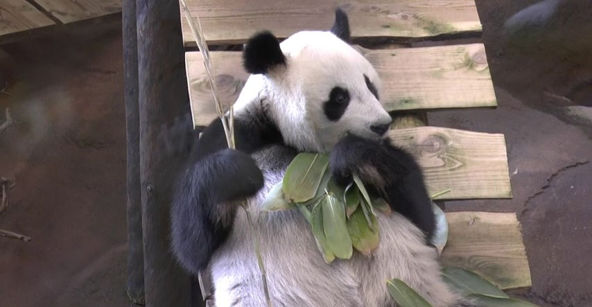 Panda Wu Wen postala mama: Na svijet stigla prva nizozemska beba panda