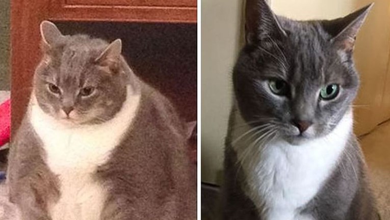 Nevjerojatna transformacija debelih mačaka: Neke su smršavjele i do pet kila