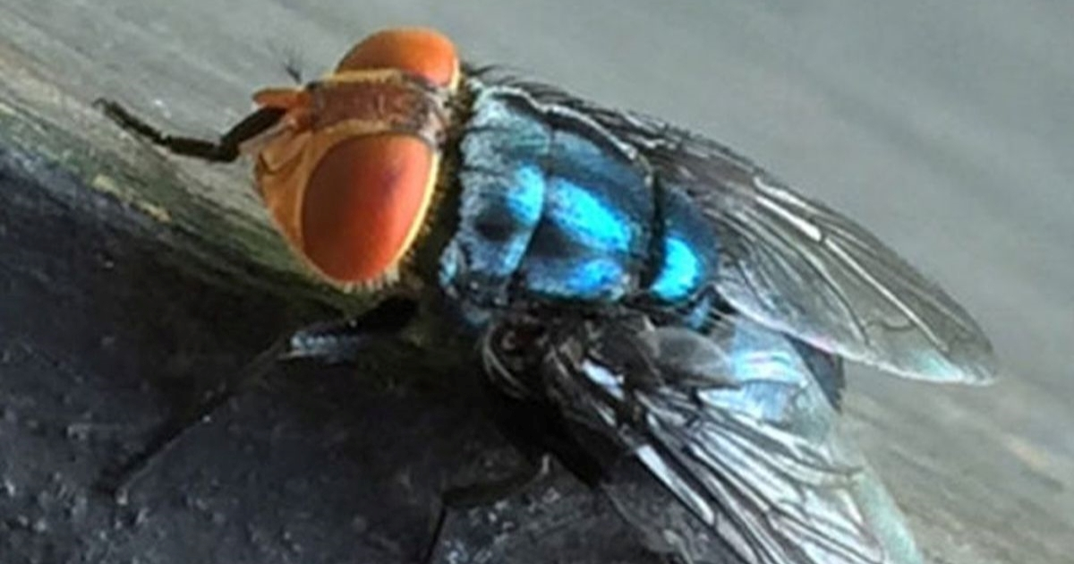 SAD planira uzgojiti milijune muha i bacati ih iz aviona. Evo zašto