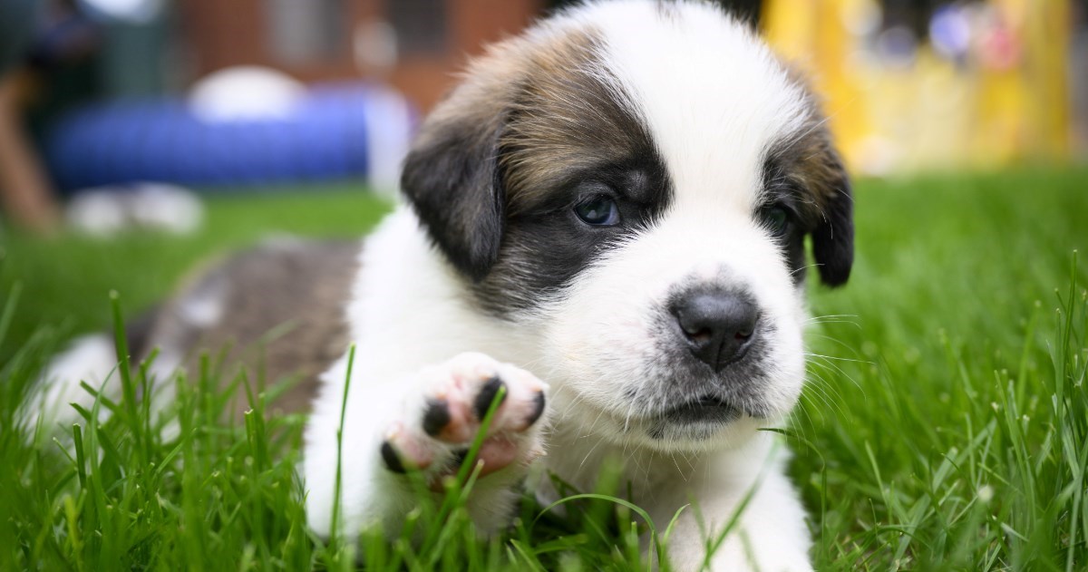 Ako vaš pas pokazuje jedno od ovih ponašanja, partner vas možda vara