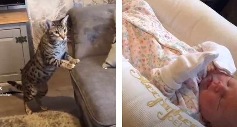 Mačka po prvi put upoznala bebu, nije mogla skrivati šok