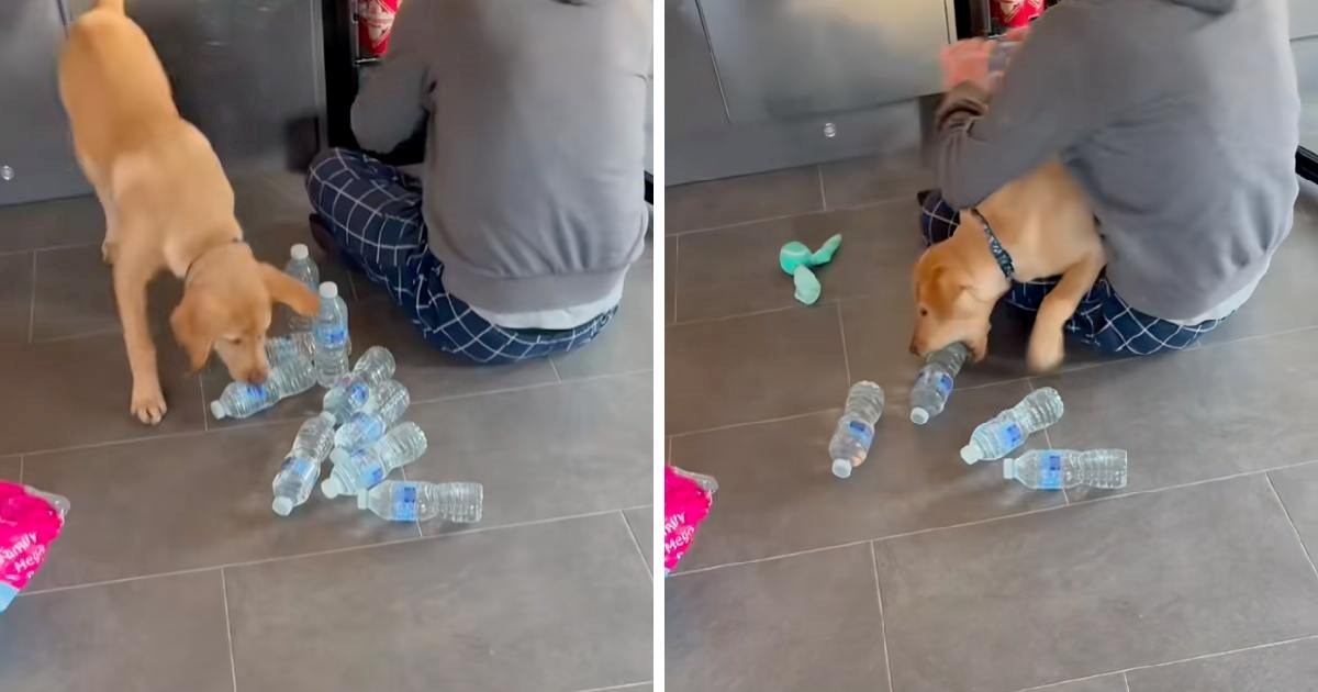 Muškarac pokušao spremiti stvari, a onda mu je odlučio "pomoći" njegov labrador