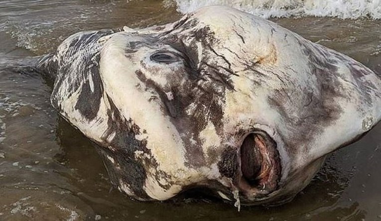 Neobično stvorenje nasukalo se na plažu i zapanjilo turiste: "Izgledalo je kao alien"