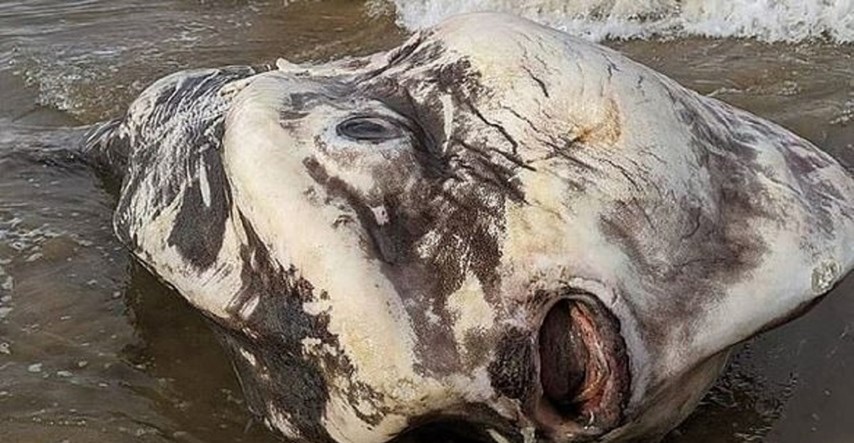 Neobično stvorenje nasukalo se na plažu i zapanjilo turiste: "Izgledalo je kao alien"