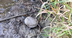 Volonteri iz Dumovca spasili kornjaču u Jelkovcu, pregledali je i vratili u prirodu