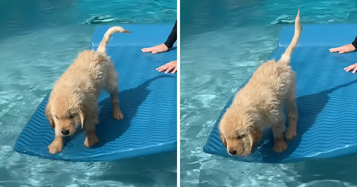 Štene zlatnog retrivera postalo hit nakon smiješnog pada u bazen 😅