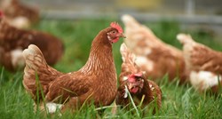 Ptičja gripa na tri farme u Njemačkoj, potvrđena i u Danskoj
