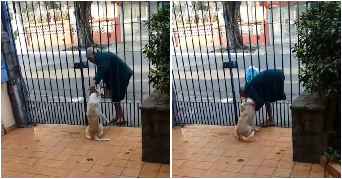 Kujica u Brazilu sprijateljila se s beskućnikom, svakog dana se maze i razgovaraju