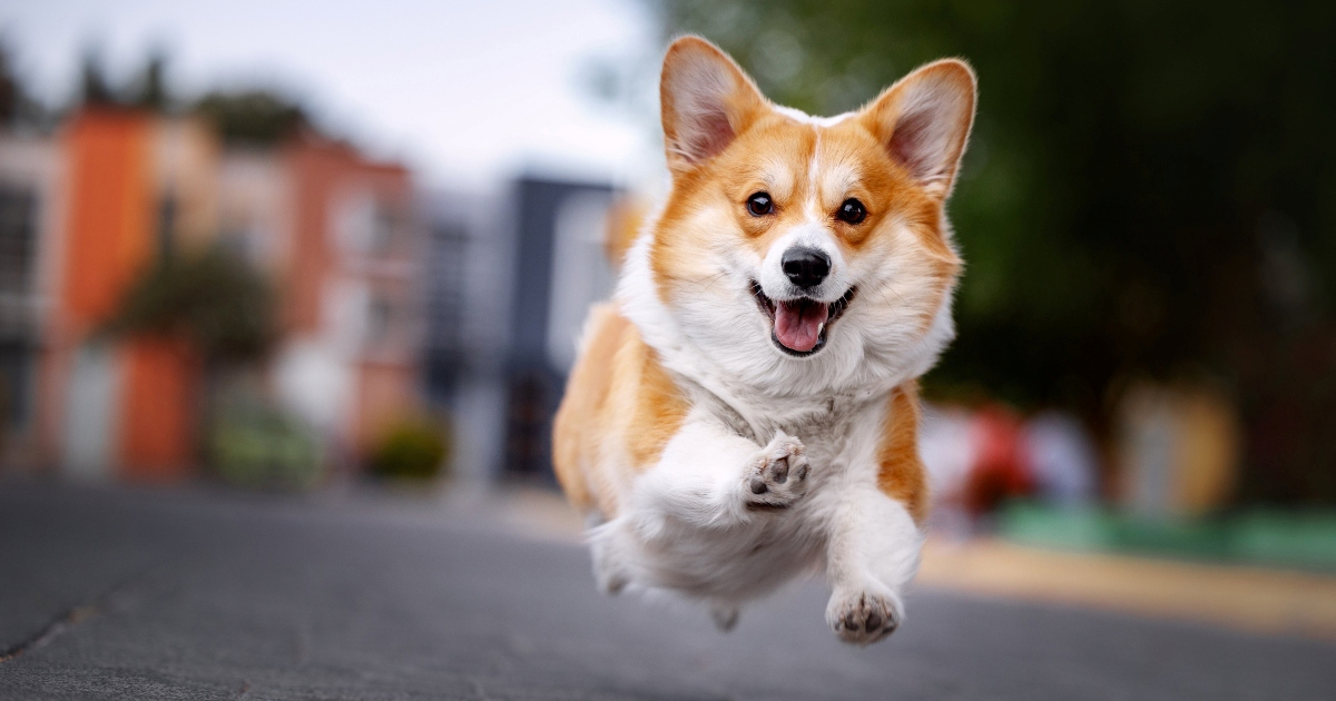 Sedam nestalih pasa iz Kine prešlo 17 km kako bi se vratilo svojim domovima