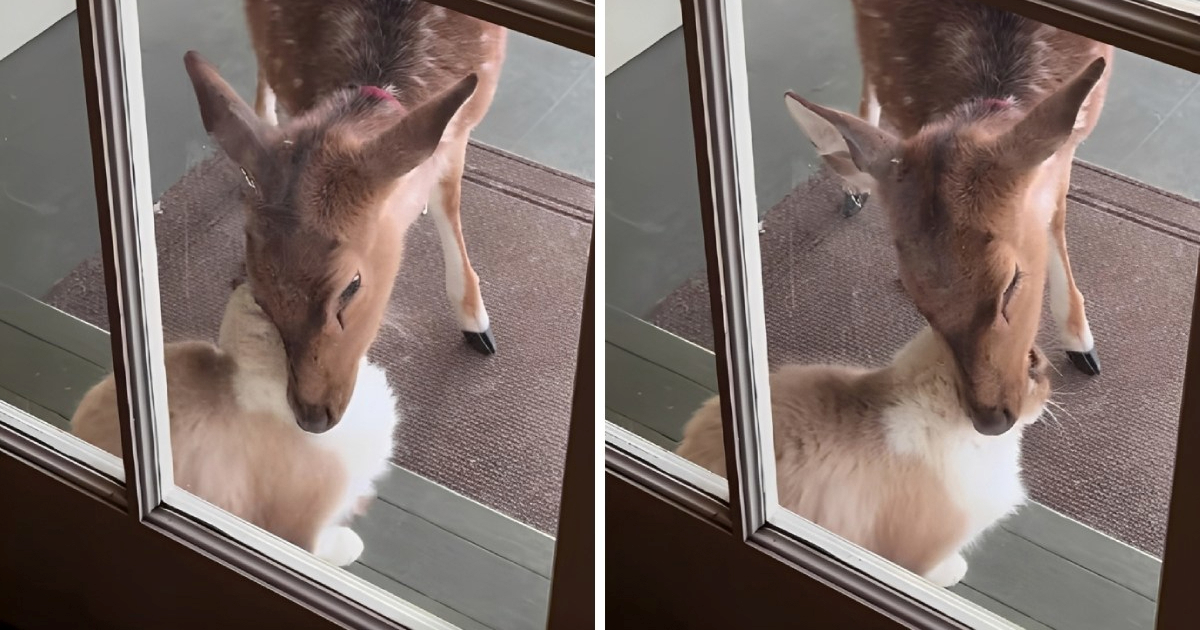 Neobično prijateljstvo: Srna Blossom i mačak Bandit osvojili su internet