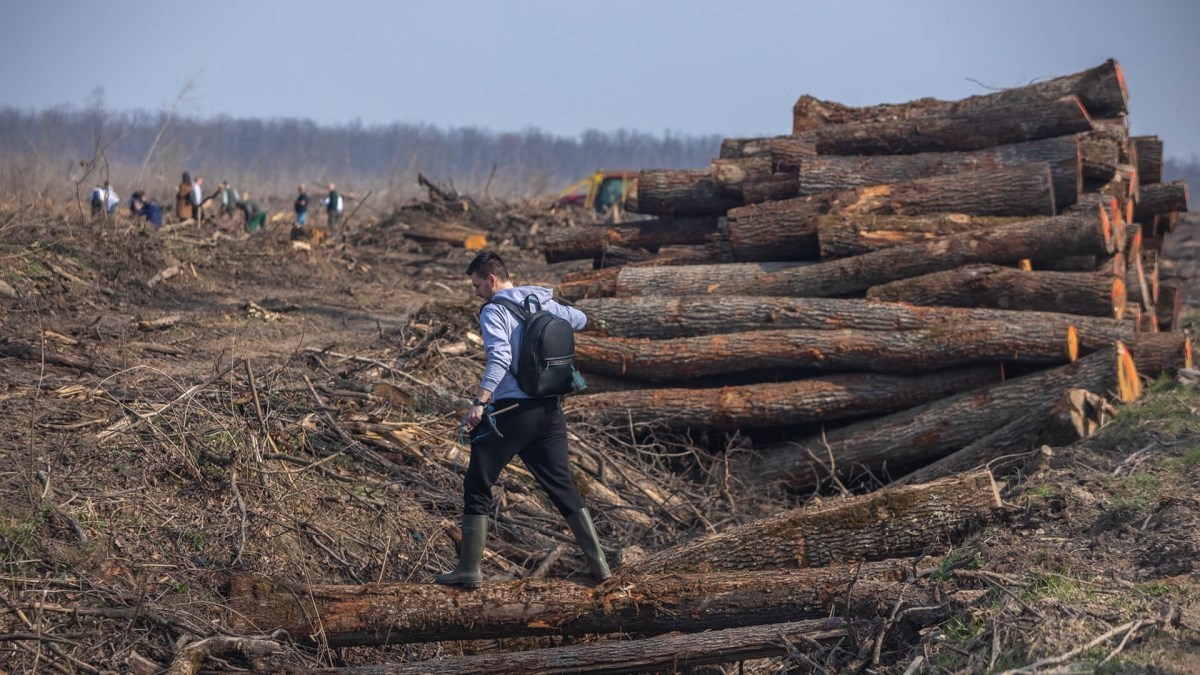 Spačvanska šuma pretrpjela štetu, ova inicijativa ju obnavlja za buduće generacije