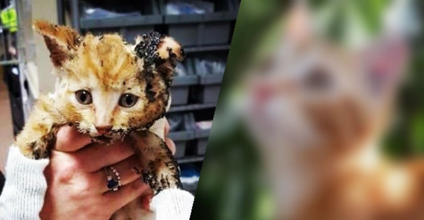 Mačić spašen iz požara odlučio je preživjeti. Pogledajte kako danas izgleda