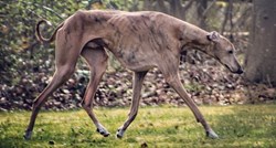 Ovo je pet najrjeđih pasmina pasa na svijetu, neke su na rubu izumiranja