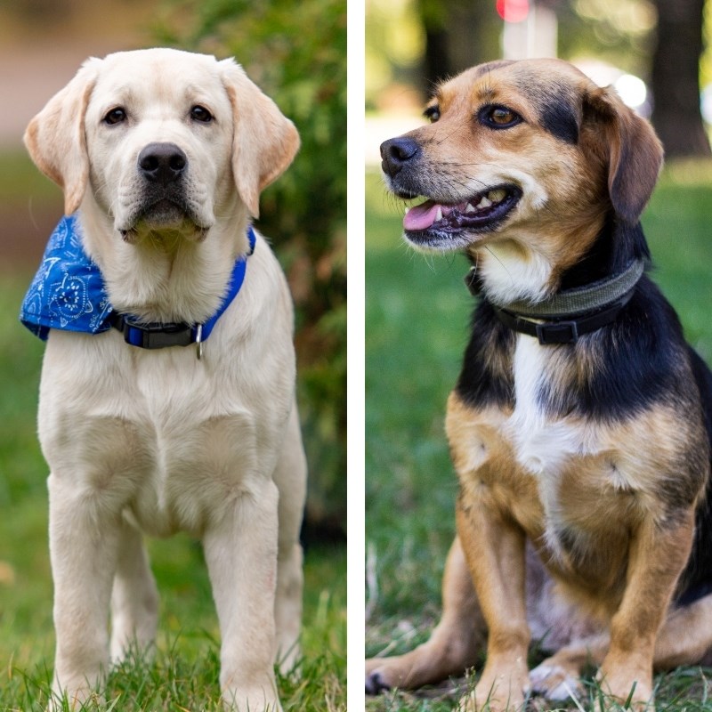 Veterinar otkrio kojih bi pet pasmina pasa najradije imao