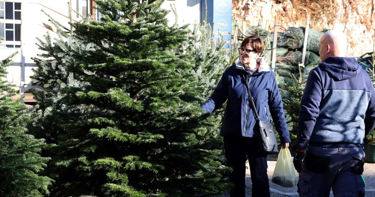 U Šibeniku se prodaju božićna drvca iz Švedske. Cijena ide i do 500 eura