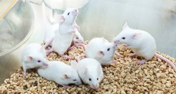 Prvi put klonirani miševi iz osušenih i zamrznutih stanica kože