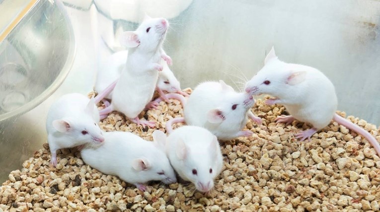 Miševi klonirani iz osušenih i zamrznutih stanica: "Možemo oživjeti mnoge vrste"