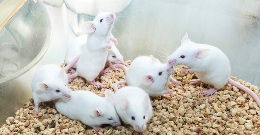 Prvi put klonirani miševi iz osušenih i zamrznutih stanica kože