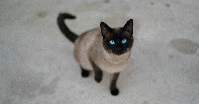 Pet pasmina mačaka koje lako podnose ljetne promjene u rutini