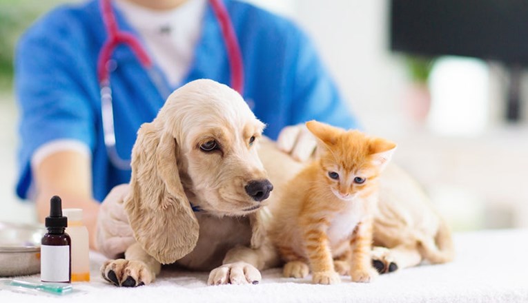Ako morate kod veterinara, ne mazite tuđe pse, virus se može zadržati na dlaci