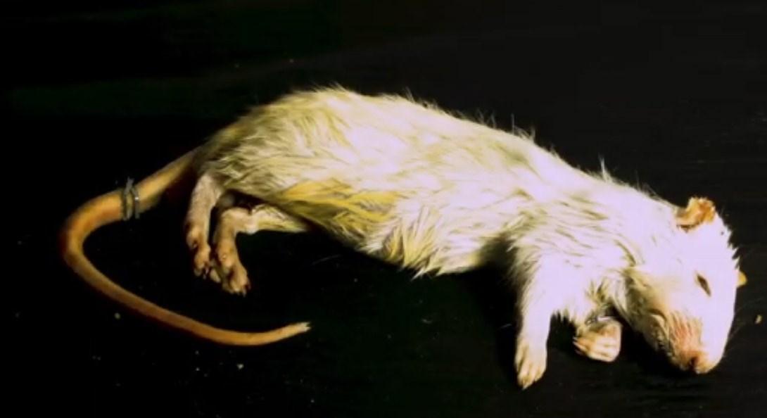 Vinkovčanka kažnjena s 389 kn jer je na susjedu bacila uginulog štakora i psovala je