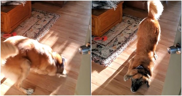 Pogledajte neodoljivu reakciju dva psa nakon povratka kući s odmora