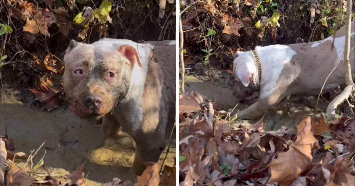 Udomljeni pit bull otkrio da postoje blatne lokve, presladak je 🥹