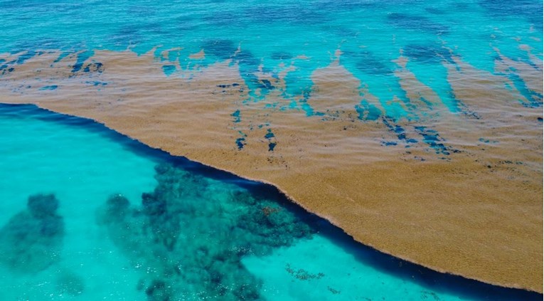Trula "deka" morske trave duga 8000 kilometara se približava Floridi  