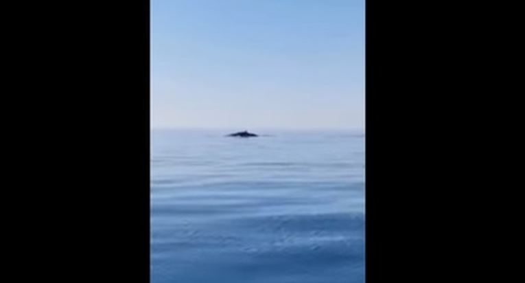 Splićani snimili kitove dok su bili u ribolovu: Kao šleperi su kad izađu iz mora