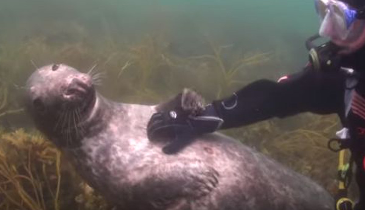 Tuljan doslovno zamolio ronioca da ga počeška po trbuhu